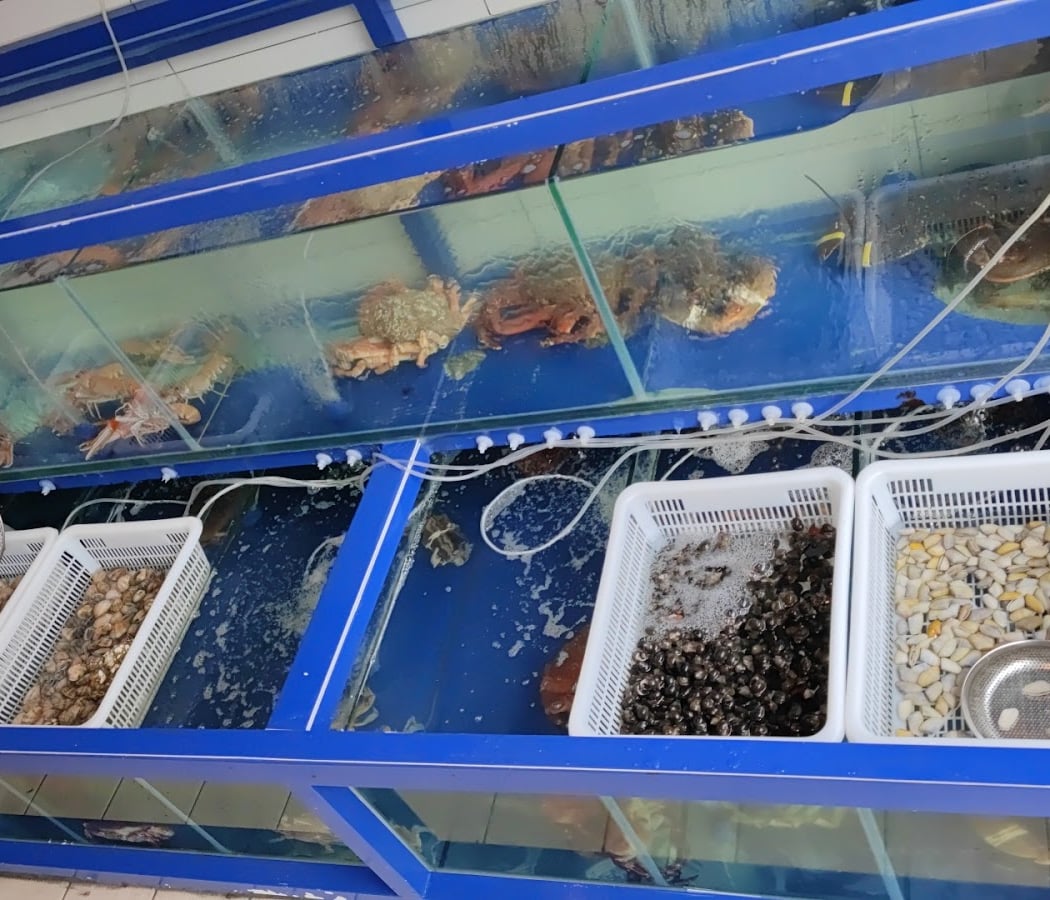 1001 POISSONS 1